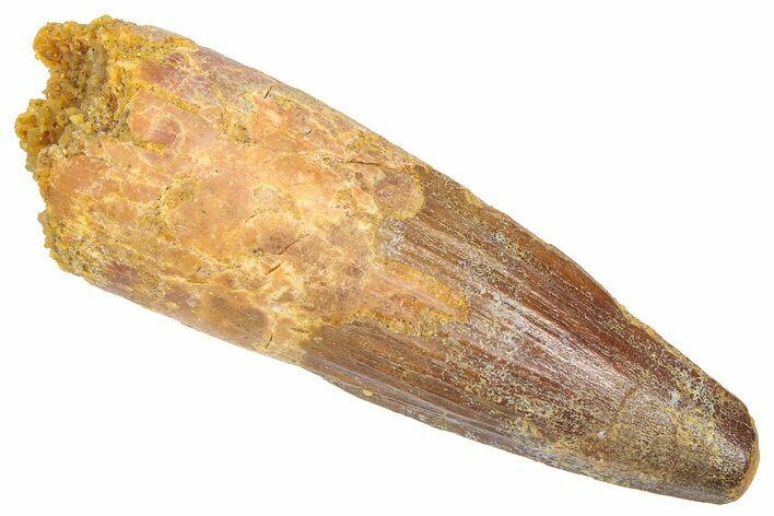 Fossil Spinosaurus Tooth - Real Dinosaur Tooth #382351